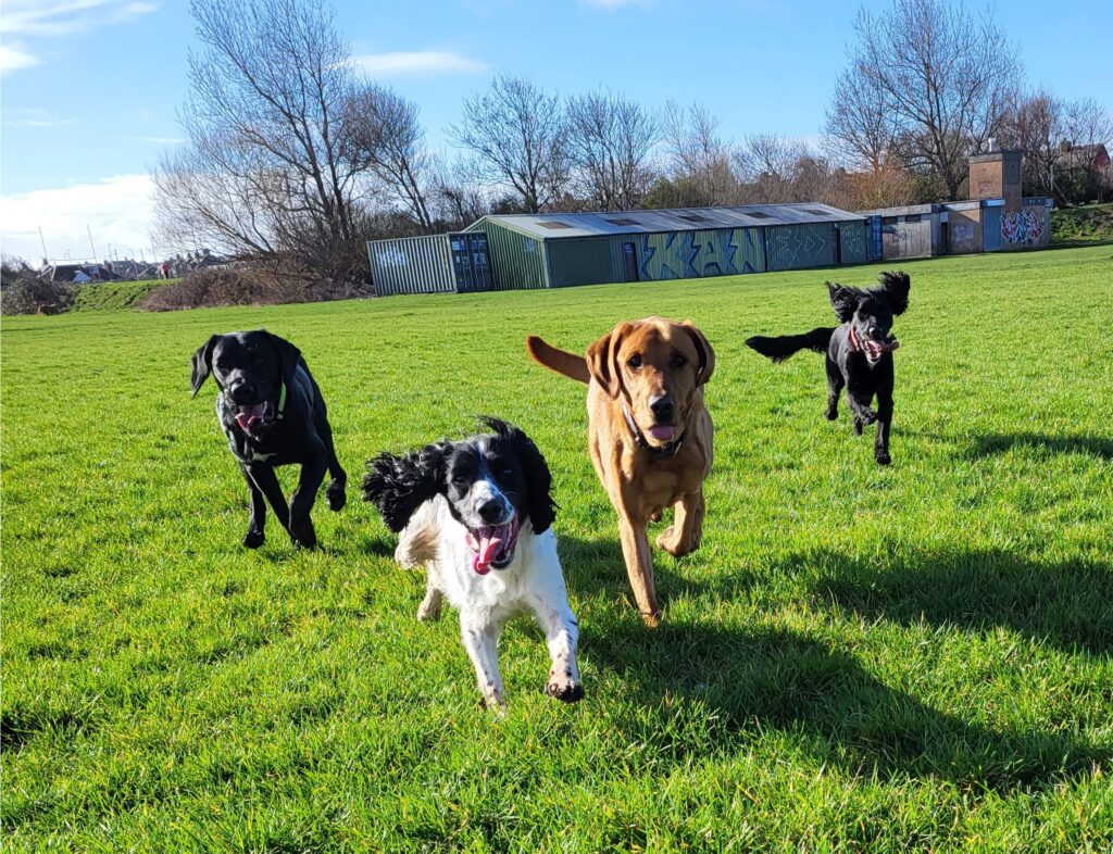 The 7 Key Breed Types: What Type Is Your Dog? - 3D Canine Academy