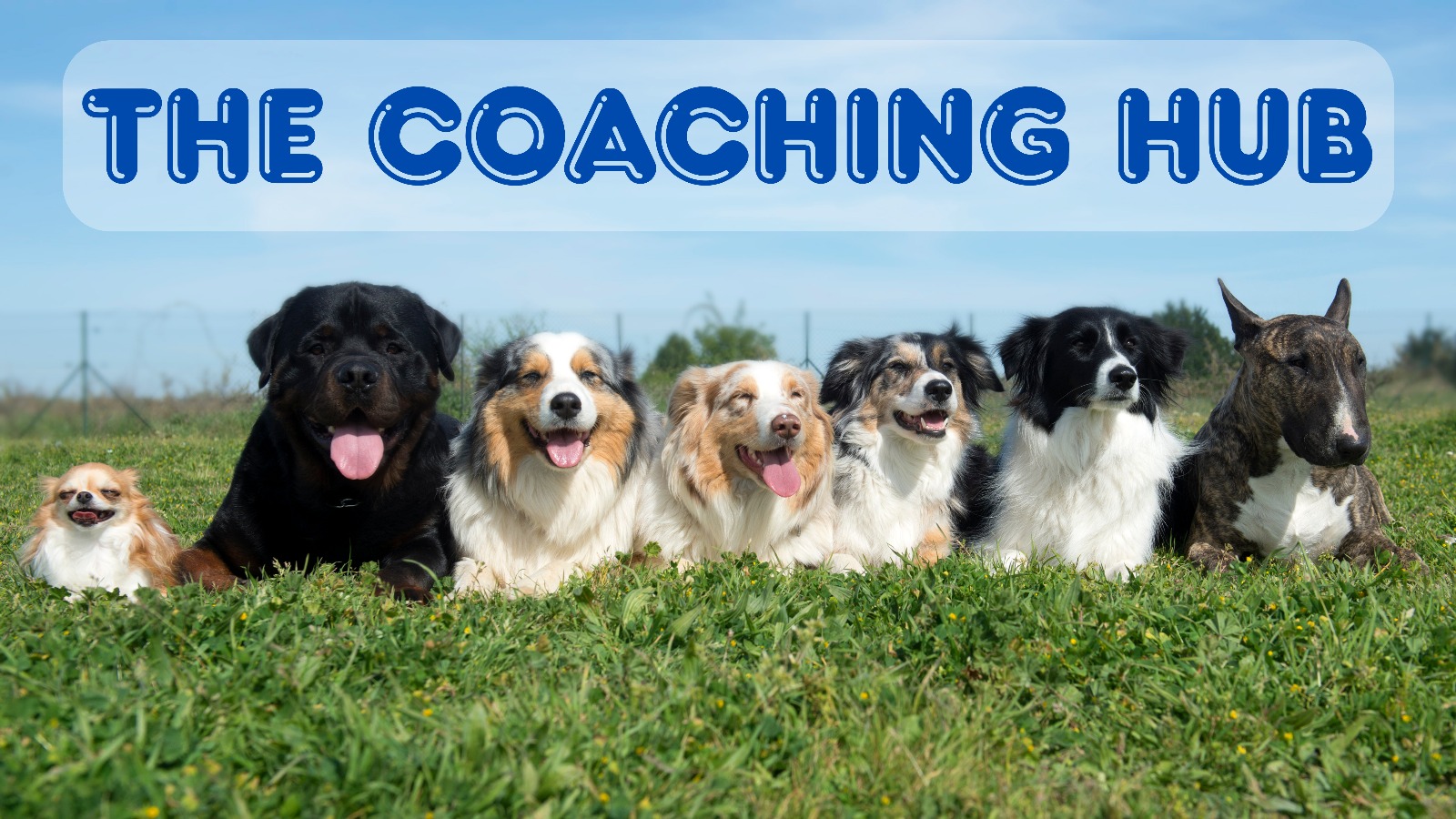 coaching hub blue