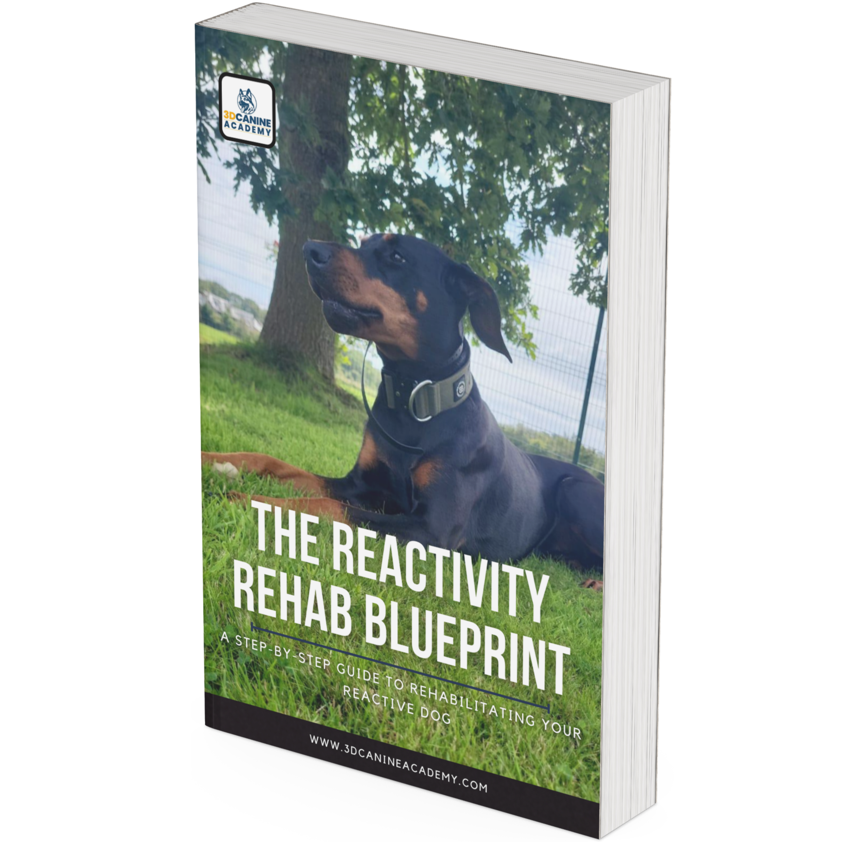 Reactivity Rehab bonus cover